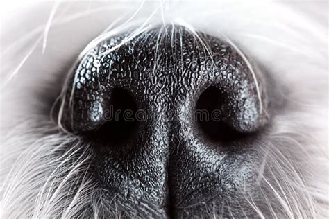 Nose to nose cat and dog stock image. Image of feline - 26693337