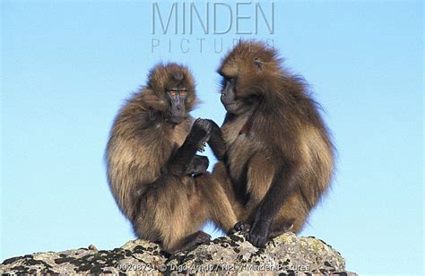 Gelada Baboon stock photo - Minden Pictures