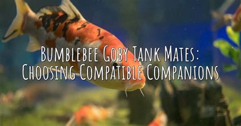 Bumblebee Goby Tank Mates: Choosing Compatible Companions – Aqua Revolt