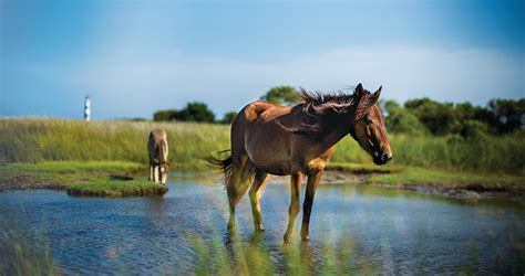 Shackleford Wild Horses