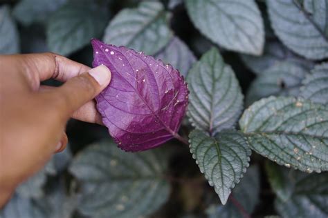 Belgian Waffle Plant / Hemigraphis Alternata Snow White Snow White ...