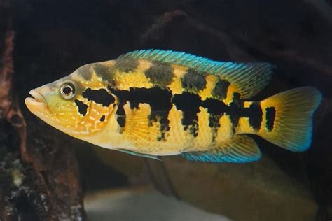 Wolf Cichlid (dovii cichlid): Care, Size, Tank Mates…