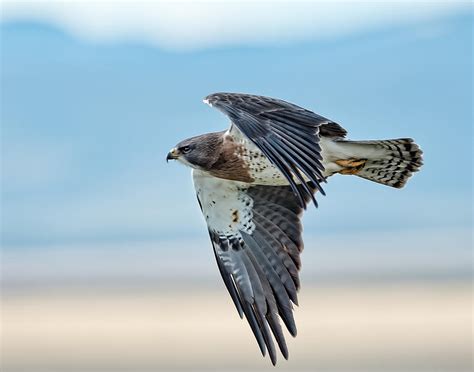 Hawk In Flight Photograph by Donna Caplinger