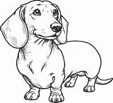 Dachshund coloring Pages 50017801 Vector Art At Vecteezy sketch template