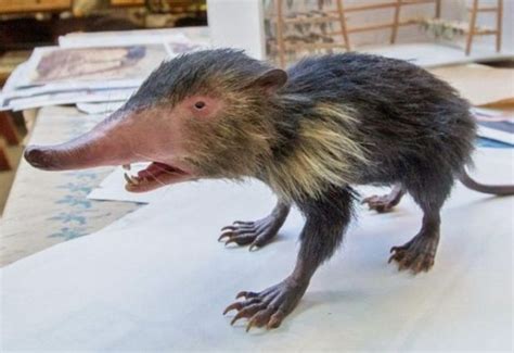 14 Most Weird And Surprising Animal Species | Funotic.com