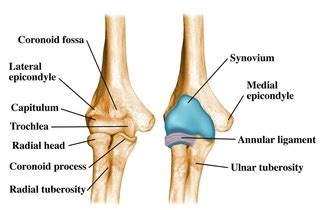 Palpation - Shoulder And Elbow