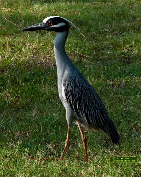 Yellow Crowned Night-Heron (Nyctanassa violacea) | Green bird, Birds, Beautiful birds