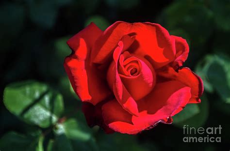 La Rose Rouge Photograph by Michelle Meenawong - Fine Art America