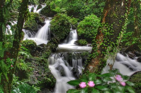 El Yunque Rainforest | El yunque rainforest, El yunque national forest, Rainforest