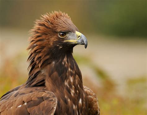 Golden Lady by Harry Eggens on 500px #nature #wildlife #birds #eagle #goldeneagle #photography ...