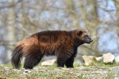 Wolverine standing in its natural habitat | Stock Photo | Colourbox