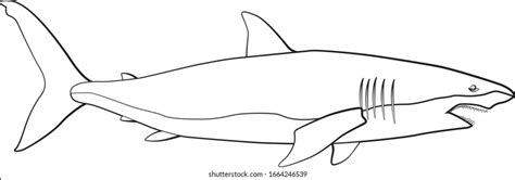 Shark Line Drawing Royalty-Free Images, Stock Photos & Pictures ...