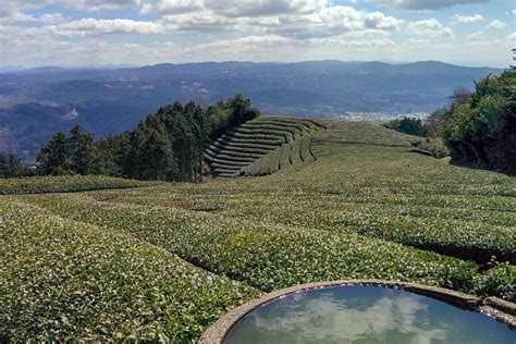 A Day in Japanese Tea Country: Visiting a Tea Farm Near Kyoto, Japan | Ever In Transit