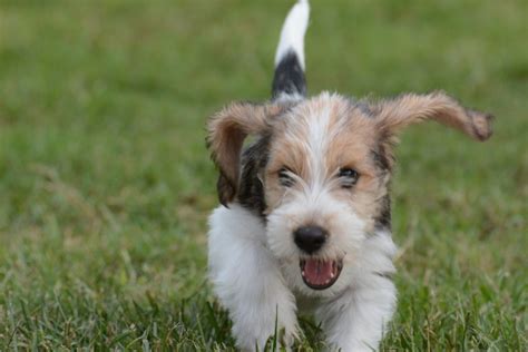 Centerstage PBGV - Patti Whitlock, Breeder of Champion PBGV's