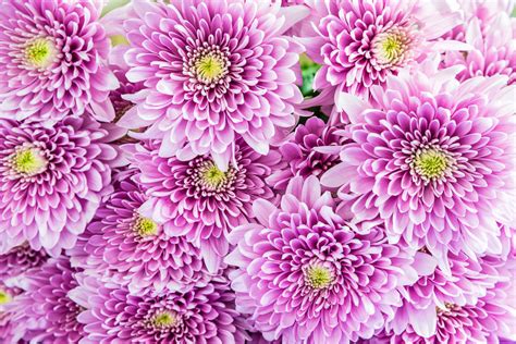 Mum Flower » FloraQueen EN