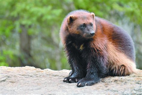 Top 157 + Wolverine animal predators - Lifewithvernonhoward.com