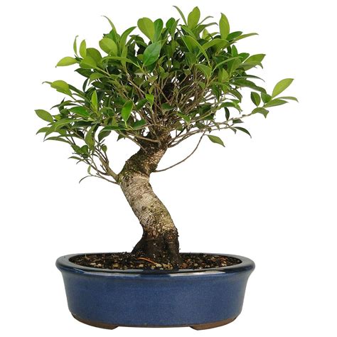 Best Comprar Bonsai Ficus Image - Hobby plan