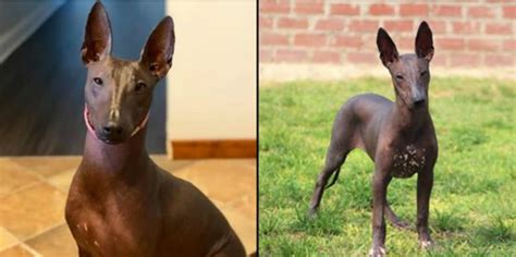 Despite its name, the Sphynx breed that resembles statues and drawings found in ancient Egypt ...