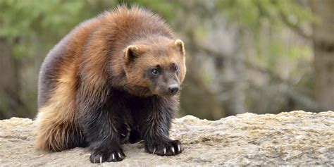 U.S. Denies Endangered Species Protection For Wolverines, Despite Declining Populations | HuffPost