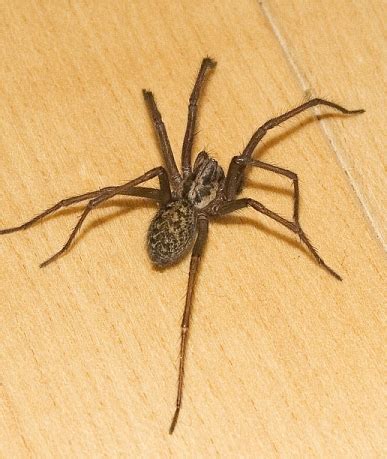 Common House Spider | Empire Pest Control London