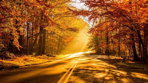 HD wallpaper: Autumn, 4K, Fall Foliage | Wallpaper Flare