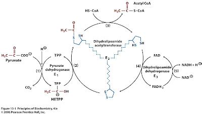 Sandwalk: Pyruvate Dehydrogenase Reaction