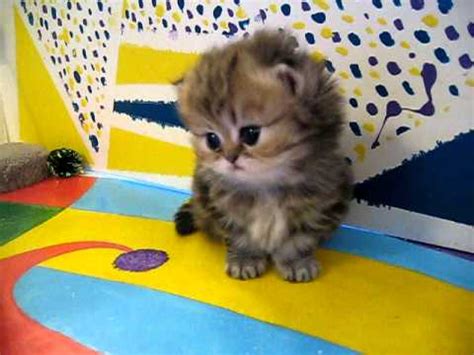 Cute Persian Cat Kitten