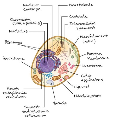 Eukaryotic Cell Structure Worksheet