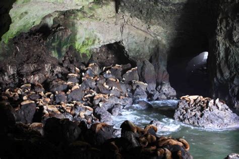 Sea Lion Caves in the Oregon Coast of U.S.- Charismatic Planet