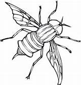 Fireflies Coloring Page  Free Printable Pages sketch template