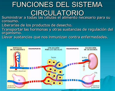 Funciones del sistema cardiovascular - Cuerpo humano