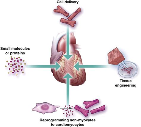 Cardiac Stem Cell Therapy and the Promise of Heart Regeneration: Cell Stem Cell