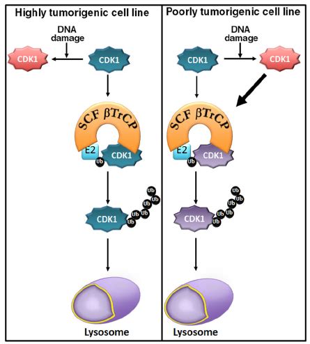 A model of the mechanism of CDK1 degradation. In all cell lines tested ...