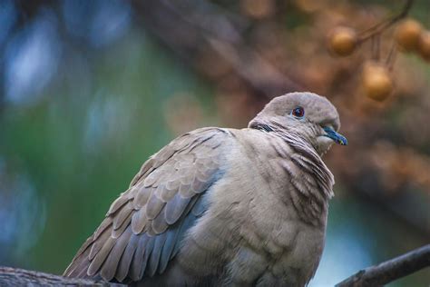 Free stock photo of animal, feather, nature