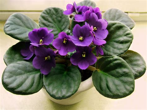 African Violet: How to Plant and Grow Indoors | The Old Farmer's Almanac