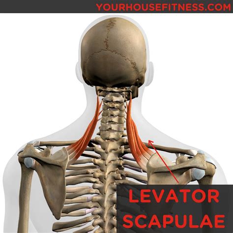 Muscle Breakdown: Levator Scapulae