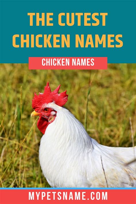 Cute Chicken Names in 2021 | Cute chicken names, Chicken names, Funny chicken names