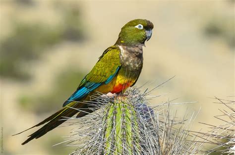 Chilean parrot by Guillermo Feuerhake / 500px | Parrot, Beautiful birds, Bird