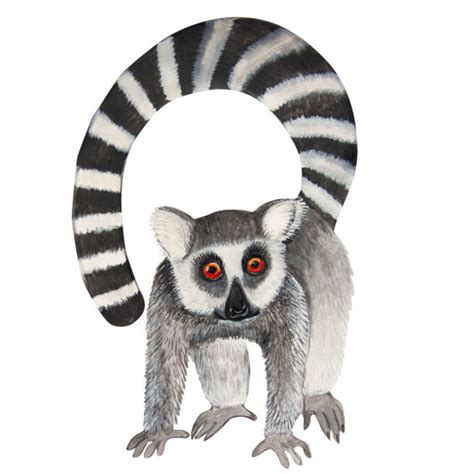 370+ How To Draw A Lemur Cartoon Stock Photos, Pictures & Royalty-Free Images - iStock