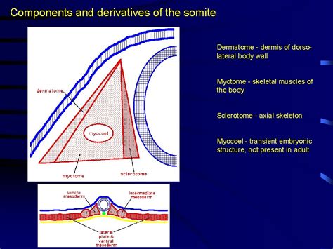 MESODERM INTRODUCTION Major mesodermal regions Amphibians mesomere ...