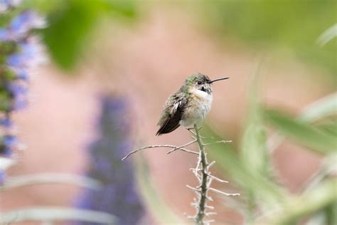 Calliope hummingbird – Kit Ng, Ph.D.