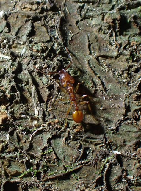 Orectognathus antennatus from Maraetotara, New Zealand on March 30 ...