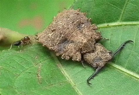 Possibly Antlion Larva from India - What's That Bug?