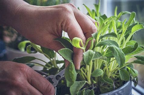 Growing Sage In Pots | Sage Plant Care In Containers