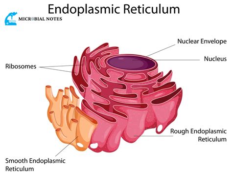 Endoplasmic reticulum - its structure and function - Microbial notes