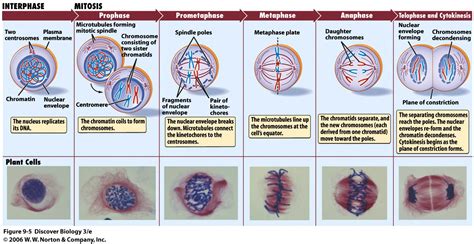 JESS'S A LEVELS: Biology: Chapter 5: Mitotic Cell cycle: Mitosis