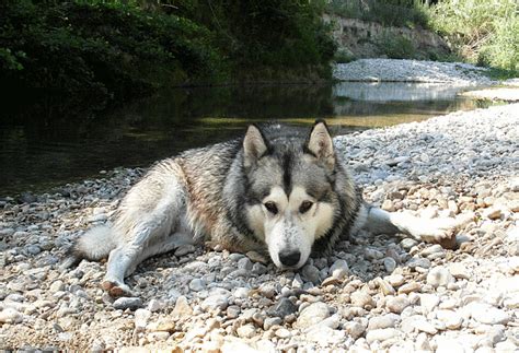 Geronimo+Shish+Inday+des+Loups+du+Valgo.gif (663×453) Gifs, Wolf Hybrid Dogs, In Meme, Mejor Gif ...