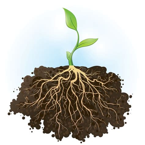 Plant Roots Stock Illustrations – 25,541 Plant Roots Stock Illustrations, Vectors & Clipart ...