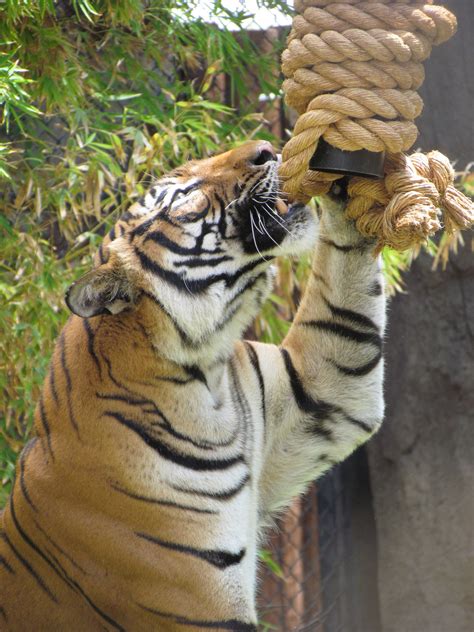 Enrichment at the Zoo | Reid Park Zoo