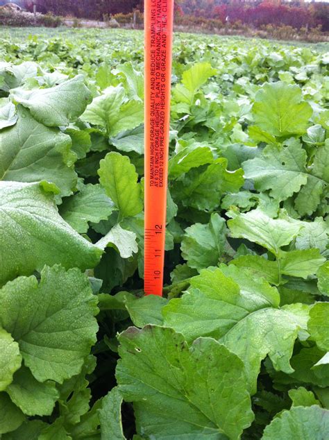 Tillage Radish: An Exciting Pasture Plant – Champlain Valley Crop, Soil ...